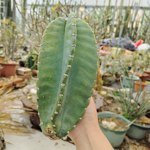 螺旋秘鲁苹果天伦柱侧芽多肉植物