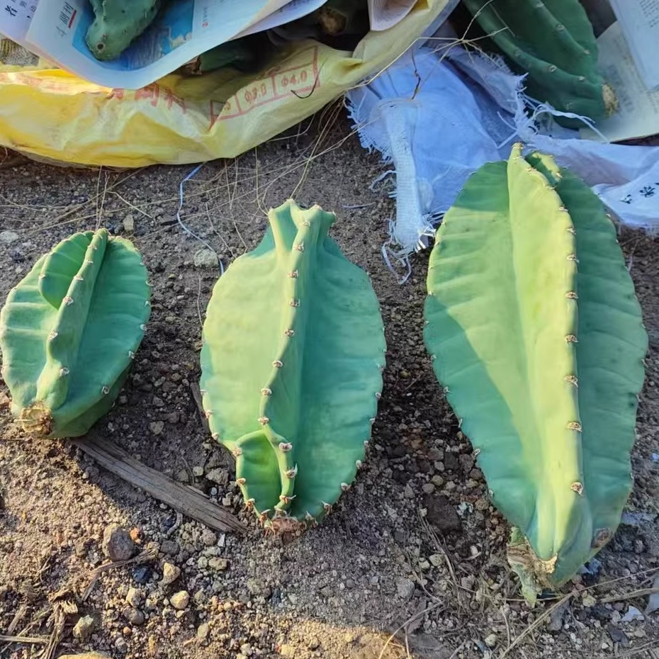 41-50厘米高老桩现砍秘鲁苹果大侧枝庭院造景办公司绿植