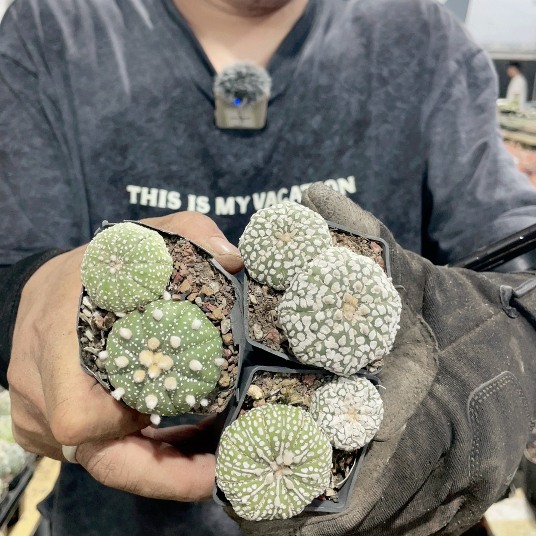 网红ins风星兜盆栽圆滚饱满星空纹理新手友好室内桌面装饰绿植,鲜花速递/花卉仿真/绿植园艺,多肉植物,淘宝优惠券,粉丝福利购,淘宝优惠卷