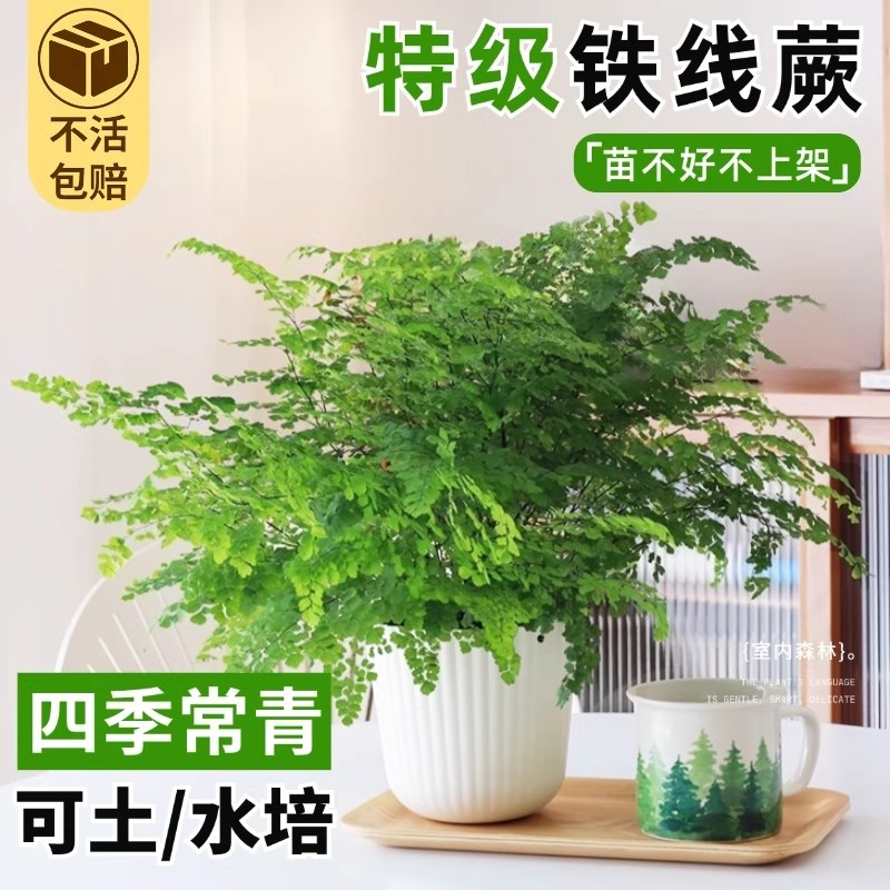 铁线蕨水培植物净化空气耐阴水养蕨类室内好养观叶花卉