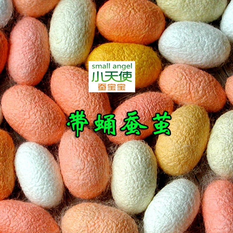 金丝蚕卵吃桑叶结金色丝蚕种28000粒一盒包邮另有红绿蚕卵大量供