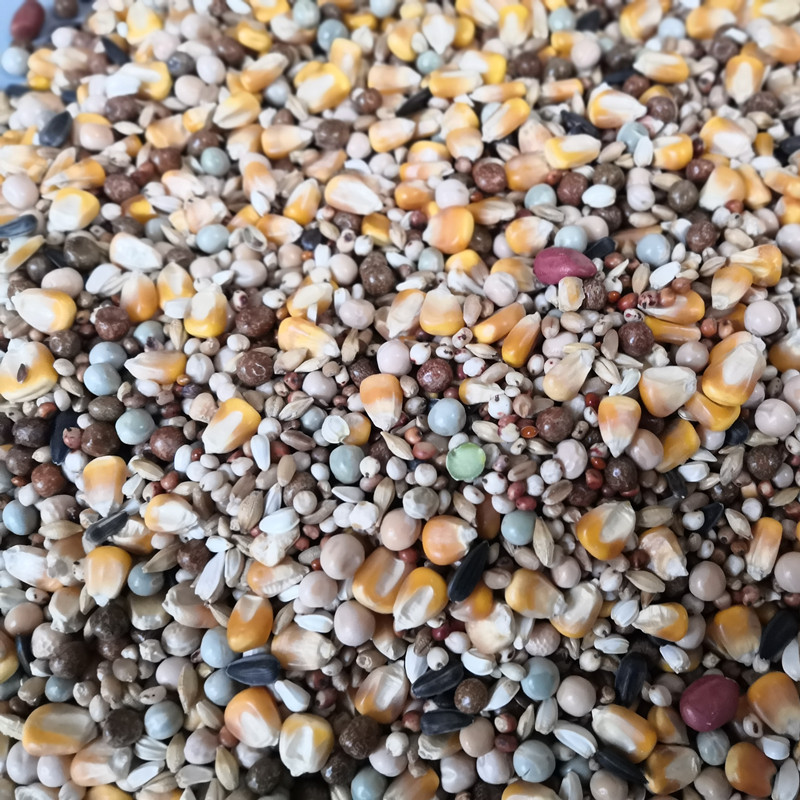 鸽子粮玉米鸽粮赛飞营养饲料鸟食信鸽育雏观赏鸽肉鸽粮鸽子食包邮,宠物/宠物食品及用品,鸟食,淘宝优惠券,粉丝福利购,淘宝优惠卷