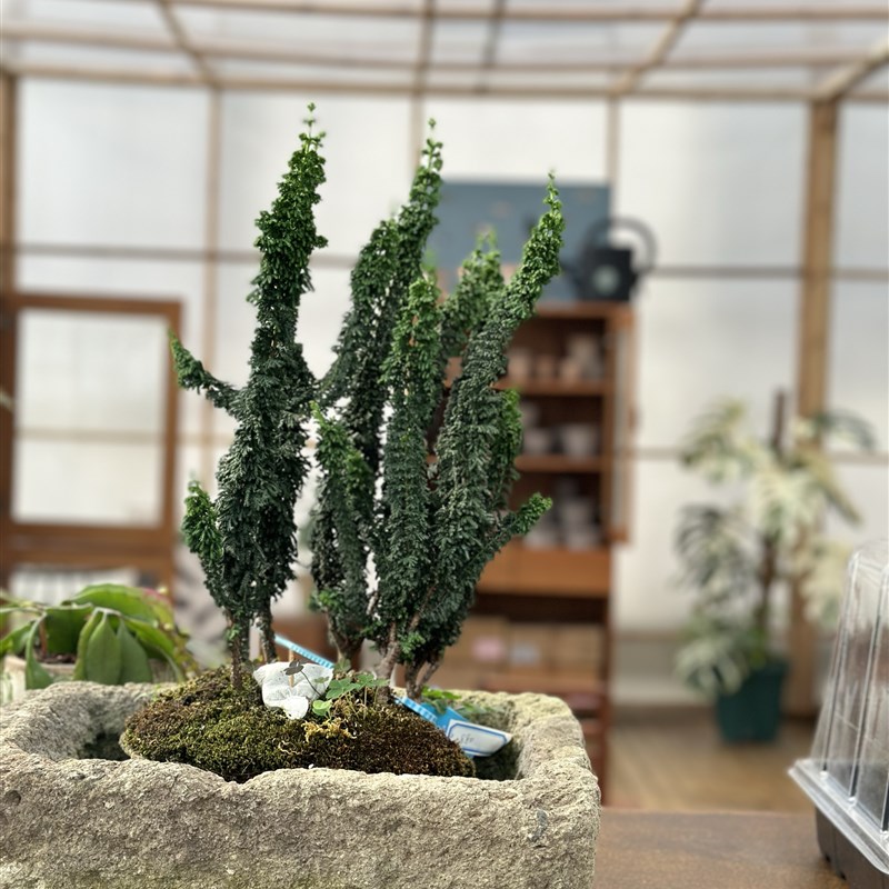 PHYSIS后院精选植物一物一拍室内小型盆栽块根所见即所得11.5