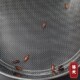 黄粉虫粪筛产卵筛蛋白虫粪筛大麦虫面包虫过滤虫粪筛圆形产卵筛子