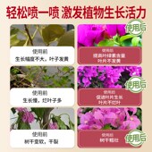 三角梅专用营养液免稀释肥料家用三角梅种植液体肥室内花卉通用型