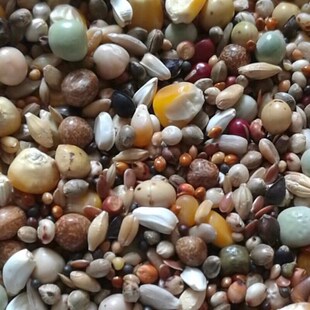 枭龙小粒玉米 魔鬼2号育雏期信赛幼鸽子粮鸟食料50斤双十一不包邮