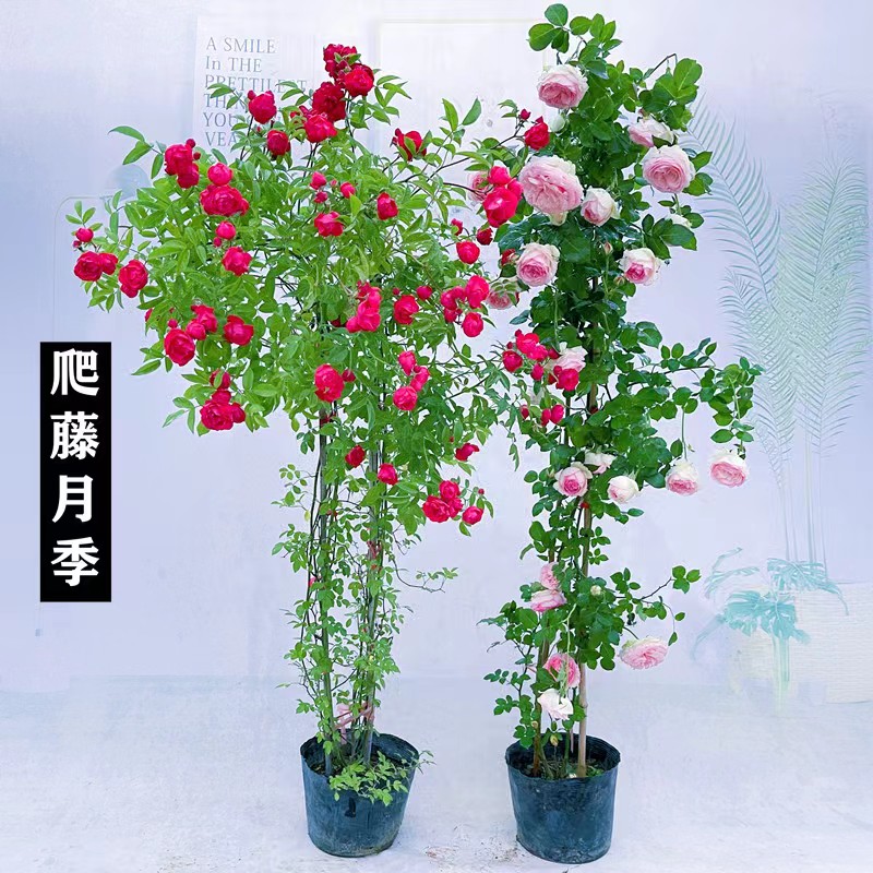 大型大苗蔷薇花苗藤本月季特大花庭院爬藤植物四季花卉盆栽玫瑰