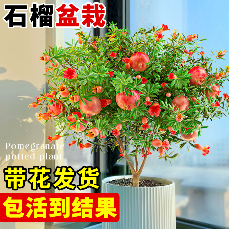 石榴花盆栽老桩果树苗阳台室内外绿植物盆景四季开花好养易活花卉