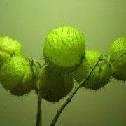 无货！气球花 唐棉 风船唐棉 灌木状草本10粒,鲜花速递/花卉仿真/绿植园艺,时令草本花卉,淘宝优惠券,粉丝福利购,淘宝优惠卷