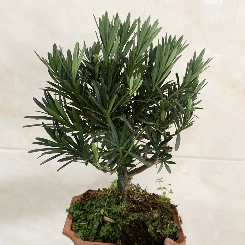 罗汉松盆景苗办公室小叶雀舌迎客松老桩盆栽庭院室内好养桌面绿植