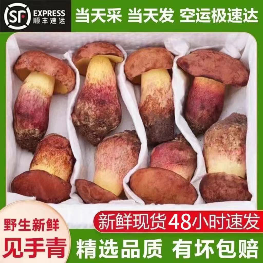 云南野生见手青新鲜牛肝菌当季野生菌葱网红蘑菇现摘发货顺丰空运