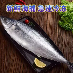 特大鲅鱼鲜活速冻无冰衣燕尾鲅鱼马鲛鱼一整条海鲜礼盒年货