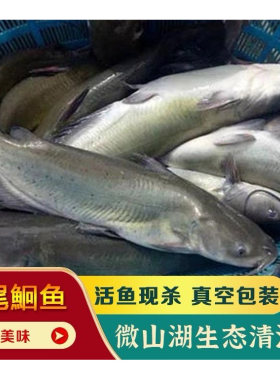 清江鱼开背江团鲜活速冻淡水鮰鱼