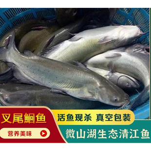清江鱼开背江团鲜活速冻淡水鮰鱼钳鱼烤鱼切块食材火锅餐饮店