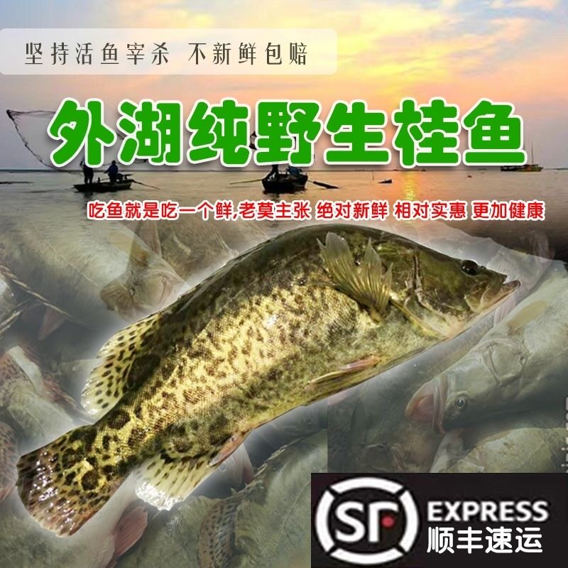 顺丰桂鱼鳜鱼季花鱼大号新鲜鲜活宰杀净膛称重非臭鳜鱼