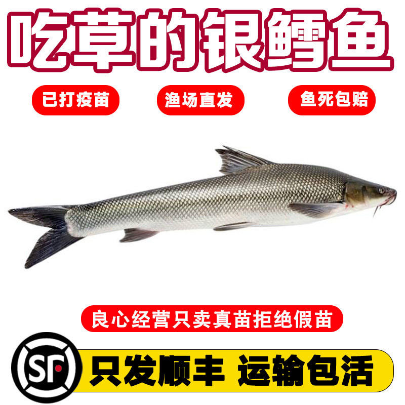 【顺丰包邮】银鳕鱼苗淡水养殖食用大鳞鲃鱼苗养殖食用银雪活鱼苗