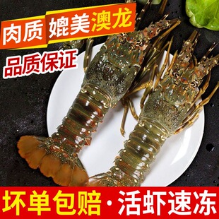 小青龙虾鲜活大青龙海鲜玫瑰龙澳龙波龙冷冻海捕小青龙虾鲜活龙虾