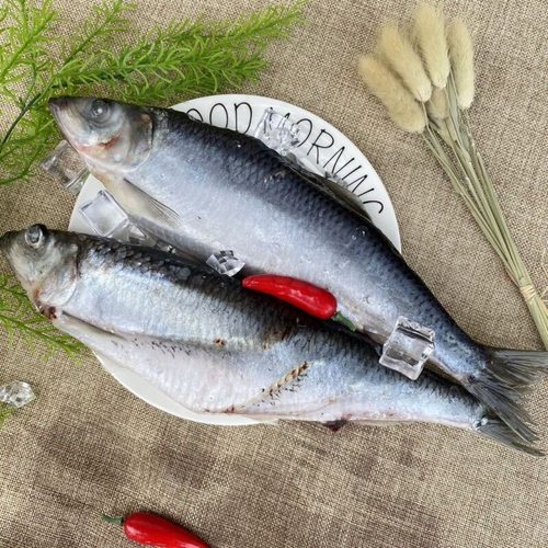 野生青鱼新鲜沙丁鱼海鲜深海