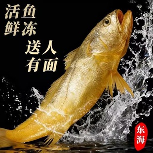 舟山大黄鱼礼盒装海鲜大礼包年货送礼春节海鲜水产新鲜黄花鱼海鱼
