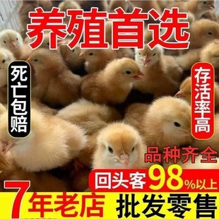 小鸡活苗散养土鸡苗五黑鸡高产海兰褐蛋鸡快大型九斤红肉鸡苗宠物