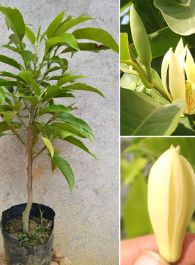 白兰花盆栽嫁接黄桷兰 花苗 香味白玉兰花树苗庭院阳台花卉绿植物