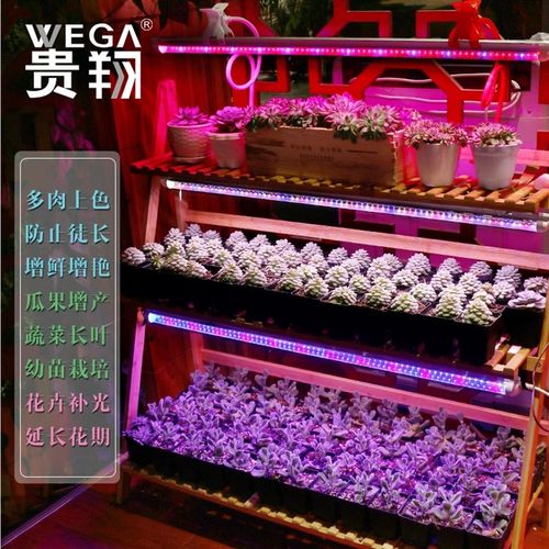 wega植物生长灯led仿太阳红蓝光多肉照光灯上色 食虫植物补光灯管