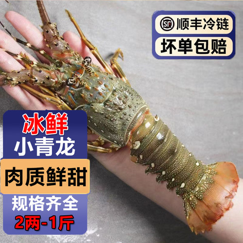 小青龙虾鲜活急冻超大肉多冷冻