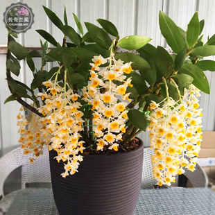 球花石斛苗 盆栽大小苗斤苗栽好兰苗花卉绿植盆景附生兰吊兰包邮