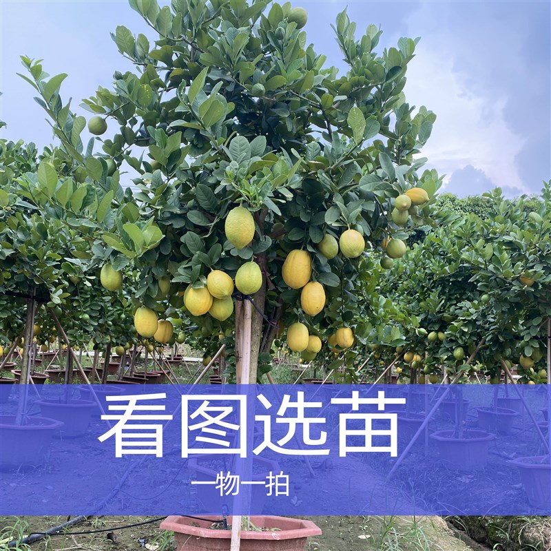广东四季香水棒棒糖柠檬树绿植一物一拍途中掉个别果断小枝属正常