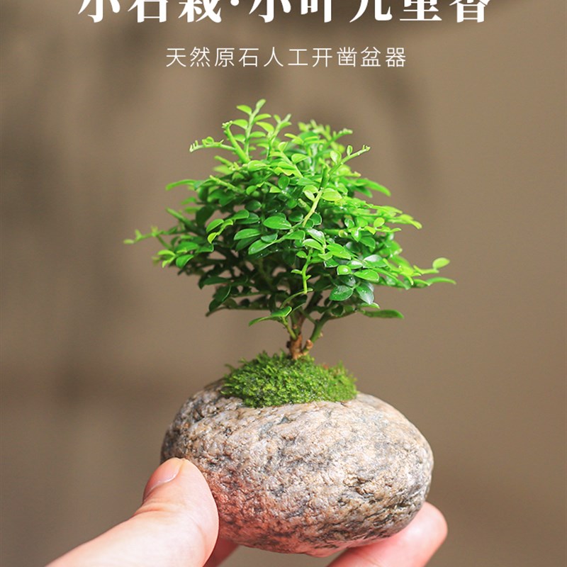 小叶九里香盆栽天然石头微型盆景室内老桩花卉绿植桌面观叶植物