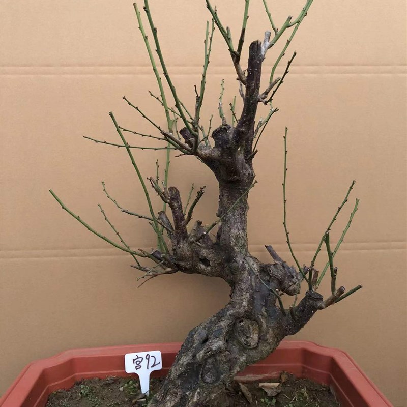 一物一拍实物梅花盆景原生宫粉梅 宫粉梅老桩矮霸造型树桩室内耐