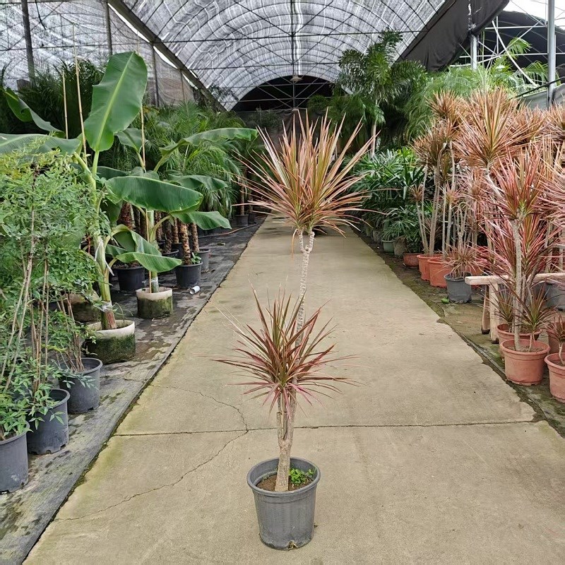 千年木老桩七彩铁树苗造型一物一拍青叶盆栽龙血树马尾铁客厅绿植