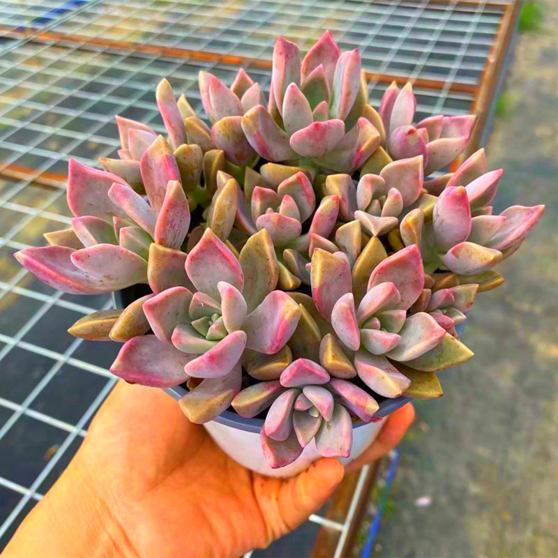 多头粉初恋大盆多肉植物稀有品种办公室桌面美观防辐射盆栽绿植花