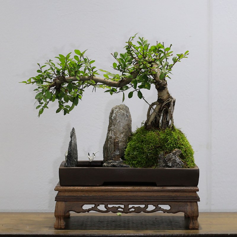 榆树老桩盆景室内山水假山植物客厅办公室桌面绿植盆栽玄关摆件