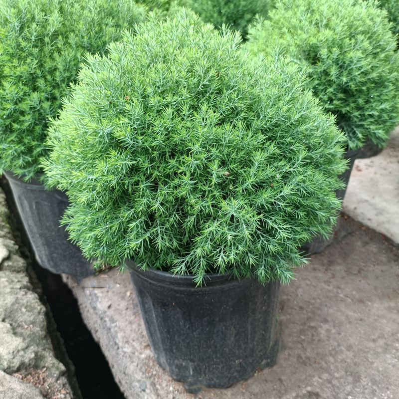 皮球柏皮球松盆栽多年生植物自然成球形耐寒热四季常青可地栽包邮