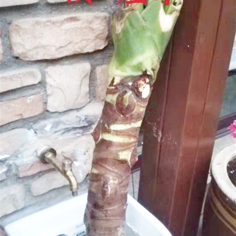 肥胖型别墅造景巨型室内植物盆景霸王芋老桩公园绿化大叶子绿植