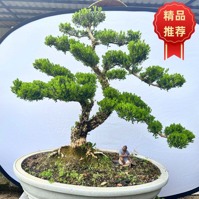 黄杨盆景迎客雀舌小叶黄杨木造型树室内庭院客厅阳台办公室大盆栽