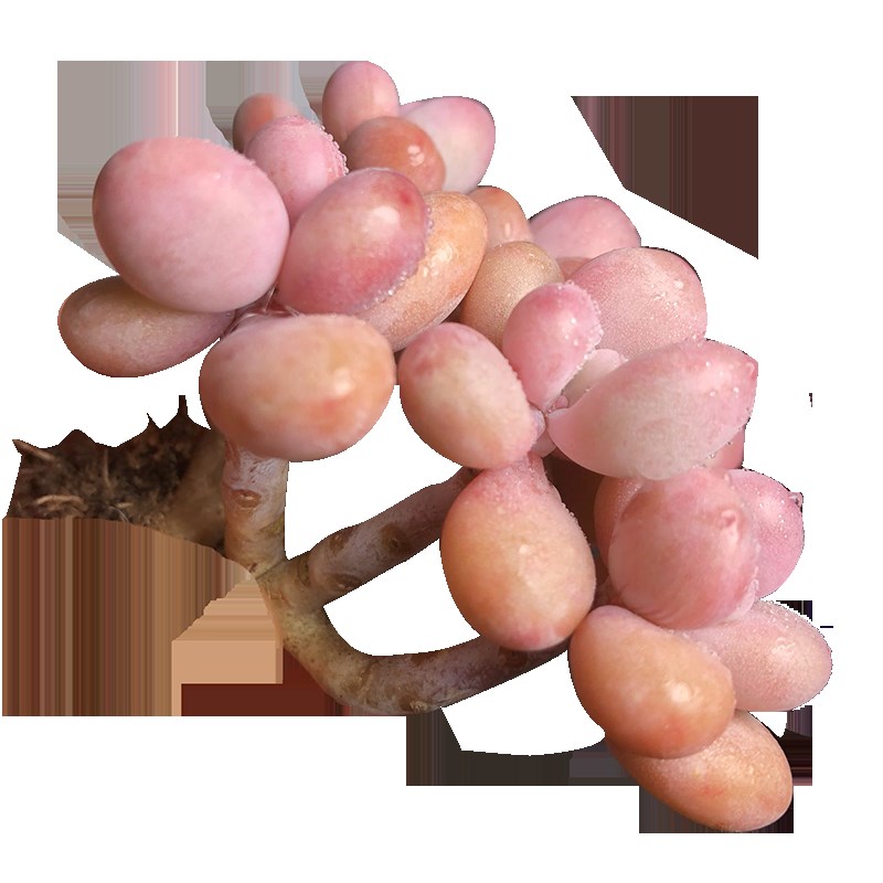 丸叶桃蛋腰子多肉亚美整群命运造型超大老桩老庄粗杆一物一拍盆栽