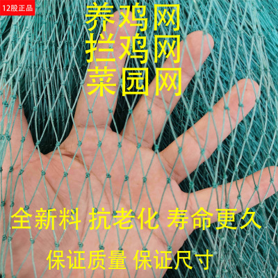 防护网养鸡拦鸡网围栏网尼龙y网隔离网安养鸡网塑料网防鸡拦鸡