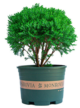 雾松盆栽雾凇四季常青树室外庭院阳台花卉植物松树苗造型盆景绿植