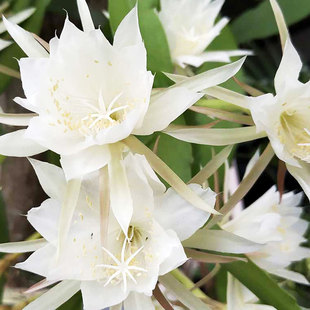 虹越昙花丝苇盆栽苗阳台垂吊窗台庭院种植鱼骨令箭耐阴室内绿植物