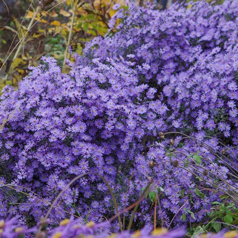 四季重瓣荷兰菊花紫菀小卡罗盆栽伊娃蓝宝石宿根多年生庭院绿化苗