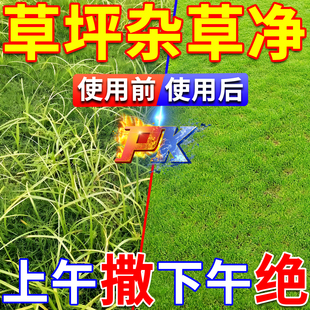 草坪专用除杂草剂马尼拉草坪菜地除草神器香附子狗牙草强力烂根剂