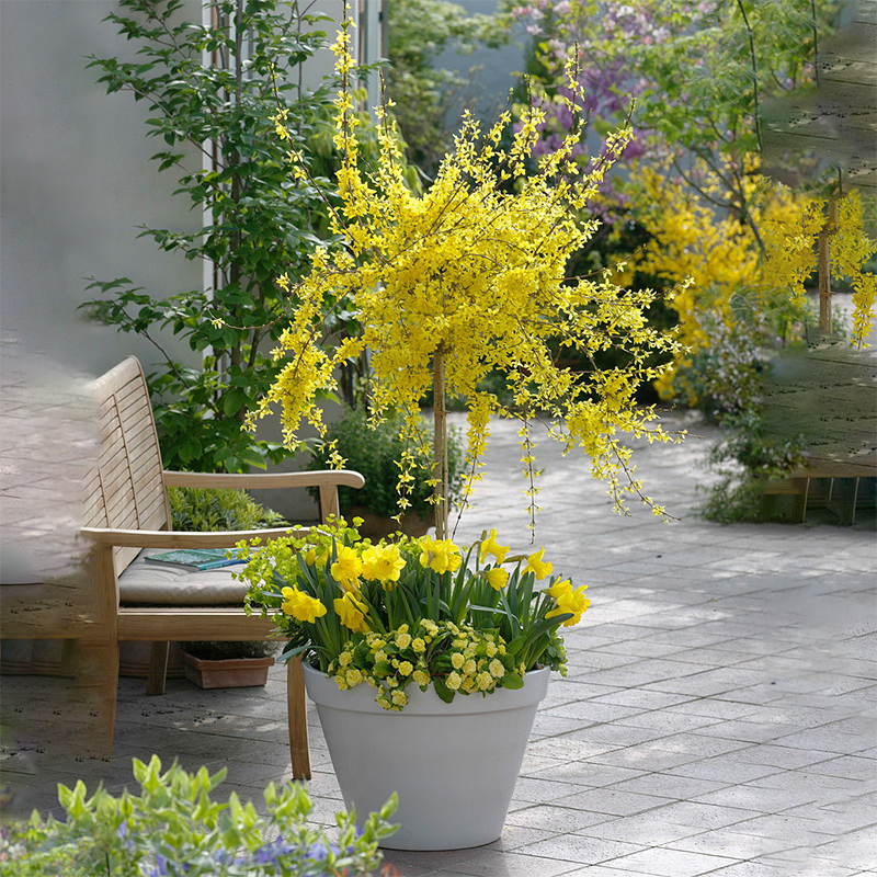 爬藤植物连翘花苗金钟罩迎春花黄老虎树苗盆栽地栽花卉庭院植物