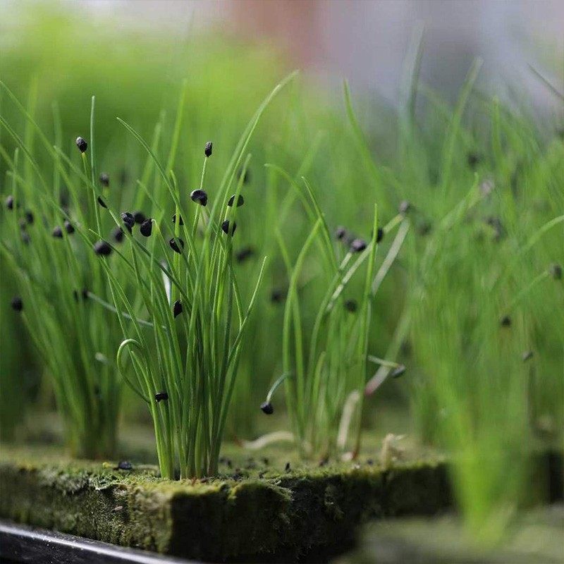 水培育苗岩棉无土栽培种菜设备方形凹坑蔬菜定植棉种植棉育苗基质,鲜花速递/花卉仿真/绿植园艺,育苗盘/营养钵,淘宝优惠券,粉丝福利购,淘宝优惠卷