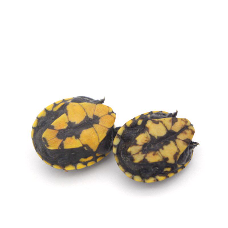 八戒姐姐二号店果核龟苗深水龟果核蛋龟小型泥龟观赏龟小乌龟宠物