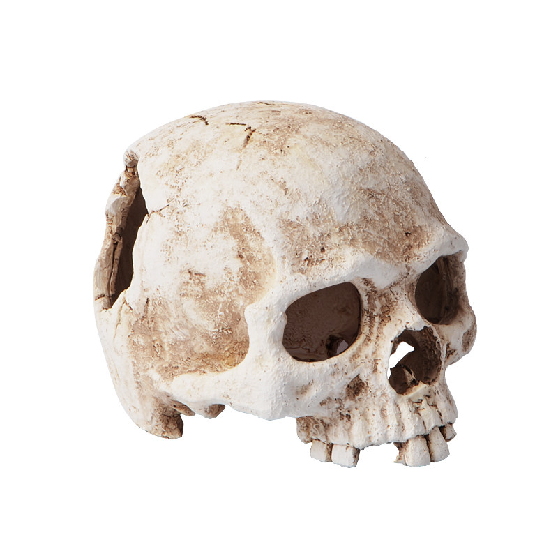 乌龟鱼缸造景爬宠骷髅头骨躲避洞窝蜥蜴蛇守宫爬虫箱水族装饰用品,宠物/宠物食品及用品,造景/装饰,淘宝优惠券,粉丝福利购,淘宝优惠卷