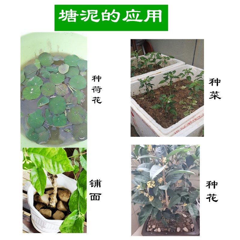 荷塘泥鱼塘泥块碗莲睡莲荷花专用土阳台种菜果树营养土花泥天然土,鲜花速递/花卉仿真/绿植园艺,介质/营养土,淘宝优惠券,粉丝福利购,淘宝优惠卷