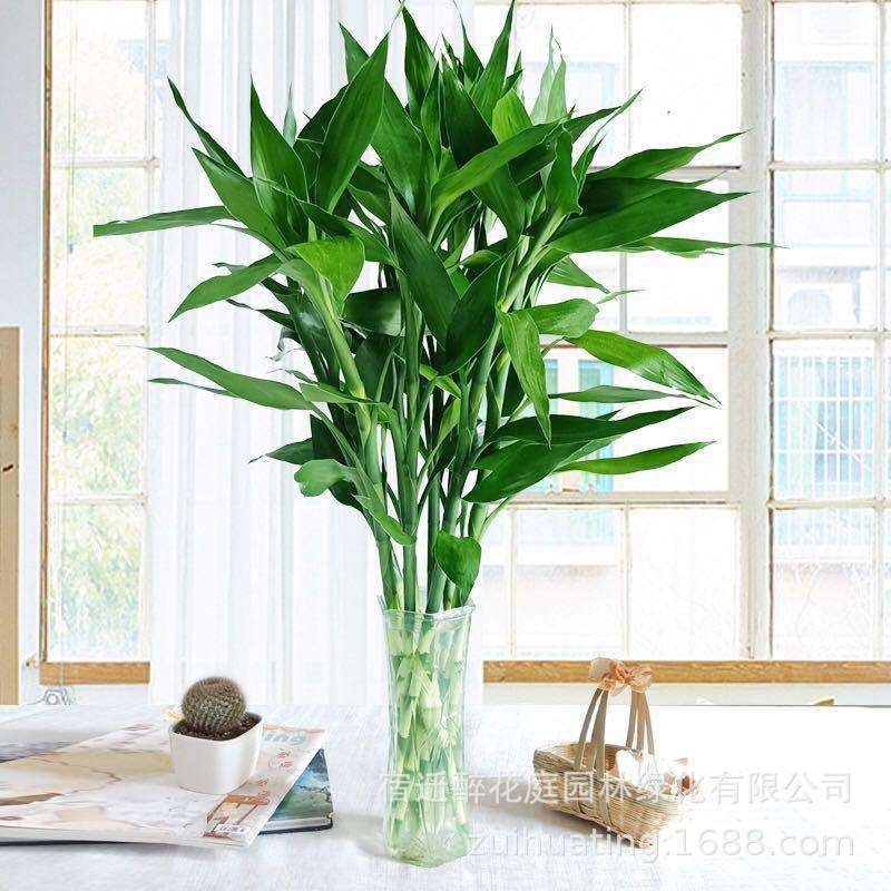 紫竹鸿运当头富贵竹净化空气大叶竹水培水养绿植花卉室内客厅