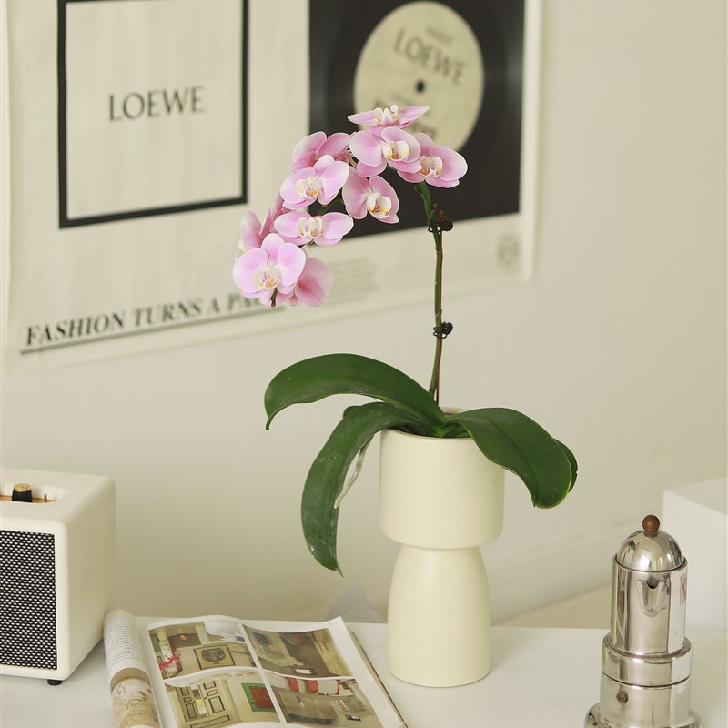优雅蝴蝶兰贵族兰花开花植物室内花卉氛围感桌面盆栽四季常绿植